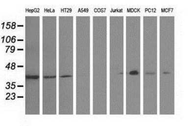 Western Blot: GAS7 Antibody (2F6) [NBP2-03061] Analysis of extracts (35ug) from 9 different cell lines by using anti-GAS7 monoclonal antibody.