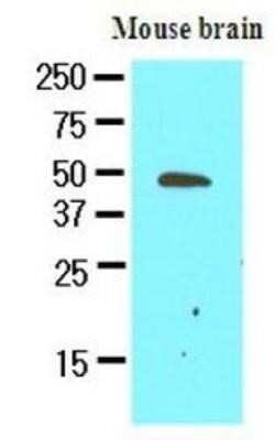 Western Blot: GAS7 Antibody (4H8) [NBP1-30203] - The extracts of mouse brain (50ug) were resolved by SDS-PAGE, transferred to NC membrane and probed with anti-human GAS7 (1:500). Proteins were visualized using a goat anti-mouse secondary antibody conjugated to HRP and an ECL detection system.