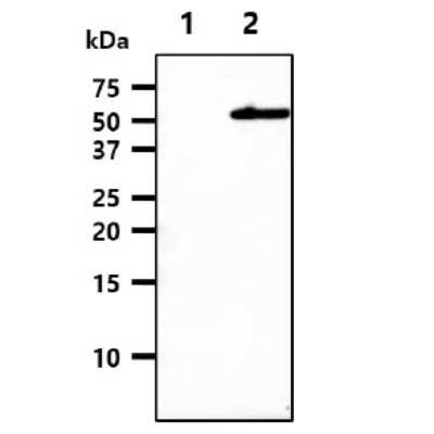 Western Blot: GAS7 Antibody (4H8) [NBP1-30203] - The extracts of mouse brain (50ug) were resolved by SDS-PAGE, transferred to NC membrane and probed with anti-human GAS7 (1:500). Proteins were visualized using a goat anti-mouse secondary antibody conjugated to HRP and an ECL detection system.