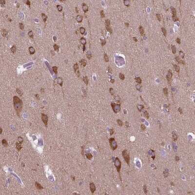 Immunohistochemistry-Paraffin: GAS7 Antibody [NBP2-48498] - Staining of human cerebral cortex shows high expression.