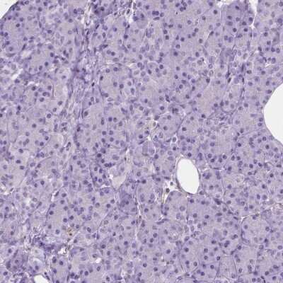 Immunohistochemistry-Paraffin: GAS7 Antibody [NBP2-48498] - Staining of human pancreas shows low expression as expected.