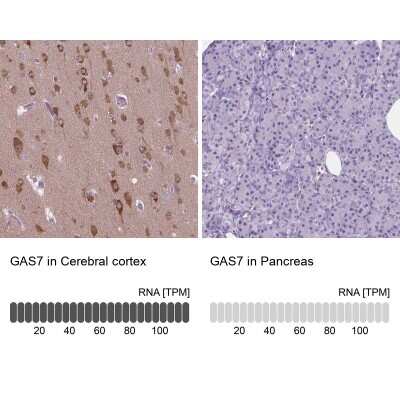 <b>Orthogonal Strategies Validation. </b>Immunohistochemistry-Paraffin: GAS7 Antibody [NBP2-48498] - Staining in human cerebral cortex and pancreas tissues using anti-GAS7 antibody. Corresponding GAS7 RNA-seq data are presented for the same tissues.