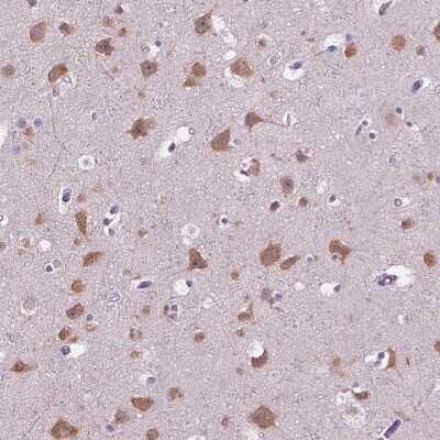 Immunohistochemistry-Paraffin: GAS7 Antibody [NBP2-49422] - Staining of human cerebral cortex shows cytoplasmic positivity in neuronal cells.