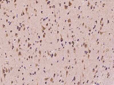 Immunohistochemistry-Paraffin: GAS7 Antibody [NBP2-97951] - Immunochemical staining of human GAS7 in human brain with rabbit polyclonal antibody at 1:100 dilution, formalin-fixed paraffin embedded sections.