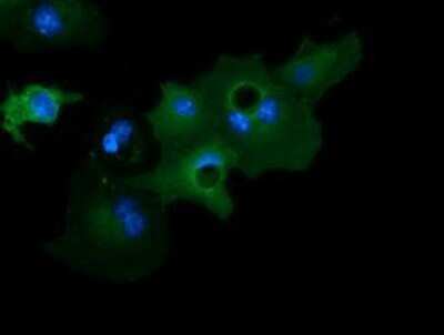 Immunocytochemistry/Immunofluorescence: GAS7 Antibody (OTI2F6) - Azide and BSA Free [NBP2-71376] - Staining of COS7 cells transiently transfected by pCMV6-ENTRY GAS7.
