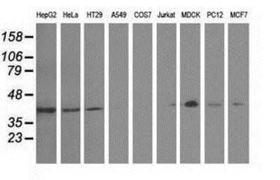 Western Blot: GAS7 Antibody (OTI2F6) - Azide and BSA Free [NBP2-71376] - Analysis of extracts (35ug) from 9 different cell lines by using anti-GAS7 monoclonal antibody.