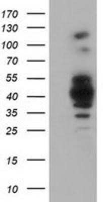 Western Blot GAS7 Antibody (OTI2F6) - Azide and BSA Free