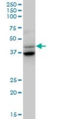 Western Blot: GAS7 Antibody [H00008522-B01P] - Analysis of GAS7 expression in rat brain.