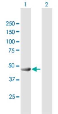 Western Blot: GAS7 Antibody [H00008522-B01P] - Analysis of GAS7 expression in transfected 293T cell line by GAS7 polyclonal antibody.  Lane 1: GAS7 transfected lysate(45.76 KDa). Lane 2: Non-transfected lysate.
