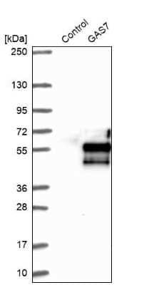 Western Blot GAS7 Antibody - BSA Free