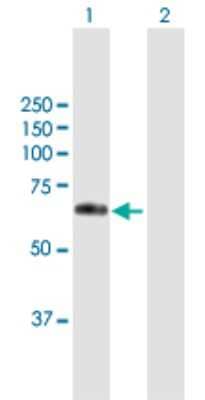 Western Blot: GASP-1/WFIKKNRP/WFIKKN2 Antibody [H00124857-B01P] - Analysis of WFIKKN2 expression in transfected 293T cell line by WFIKKN2 polyclonal antibody.  Lane 1: WFIKKN2 transfected lysate(63.36 KDa). Lane 2: Non-transfected lysate.