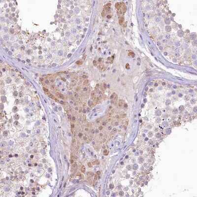 Immunohistochemistry-Paraffin: GAT3 Antibody [NBP1-91920] - Staining of human Testis shows moderate cytoplasmic positivity in Leydig cells.