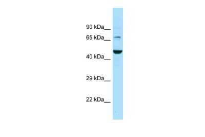 Western Blot GAT3 Antibody