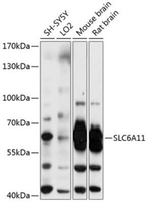 Western Blot: GAT3 Antibody [NBP3-03494] - Analysis of extracts of various cell lines, using GAT3 antibody at 1:3000 dilution. Secondary antibody: HRP Goat Anti-Rabbit IgG (H+L) at 1:10000 dilution. Lysates/proteins: 25ug per lane. Blocking buffer: 3% nonfat dry milk in TBST. Detection: ECL Basic  Kit.