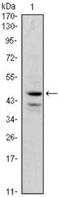 Western Blot: GATA-1 Antibody (4G1) [NBP1-47395] - Western blot analysis using GATA1 mouse mAb against K562 (1) cell lysate.