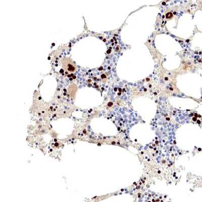 Immunohistochemistry-Paraffin: GATA-1 Antibody [NBP1-84792] - Staining of human bone marrow shows high expression.