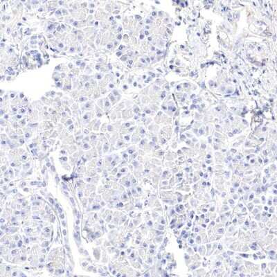 Immunohistochemistry-Paraffin: GATA-1 Antibody [NBP1-84792] - Staining of human pancreas shows low expression as expected.