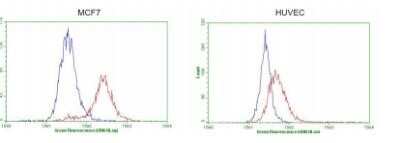 Flow Cytometry: GATA-3 Antibody (OTI8H4) - Azide and BSA Free [NBP2-70796] - Flow cytometric Analysis of penetrated MCF-7 cells,, compared to a nonspecific negative control antibody,(Blue). The right is HUVEC cells as negative control.(1:100)