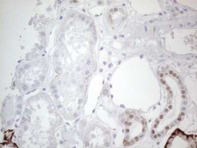 Immunohistochemistry: GATA-3 Antibody (OTI8H4) - Azide and BSA Free [NBP2-70796] - Analysis of Human Kidney tissue. (Heat-induced epitope retrieval by 1mM EDTA in 10mM Tris buffer (pH8.5) at 120C for 3 min)