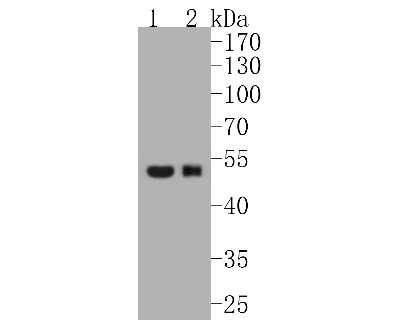 Western Blot: GATA-3 [p Ser308] Antibody (SC52-09) [NBP2-67496] - Western blot analysis of GATA-3 on different lysates. Proteins were transferred to a PVDF membrane and blocked with 5% BSA in PBS for 1 hour at room temperature. The primary antibody (1/500) was used in 5% BSA at room temperature for 2 hours. Goat Anti-Ra