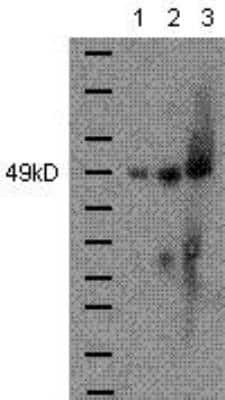 Western Blot: GATA-4 Antibody (Evan) [NBP1-43112] -  Anti-Human/Mouse Gata-4 Purified (2 ug/ml) was used in a western blot of SDS lysates. Lane 1: NIH-3T3, Lane 2: C57Bl/6 mouse heart, Lane 3: BALB/c mouse heart.