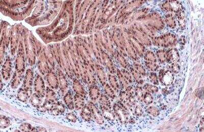 Immunohistochemistry-Paraffin: GATA-4 Antibody [NBP2-16613] -  Mouse duodenum. GATA4 stained by GATA4 antibody  diluted at 1:1000.Antigen Retrieval: Citrate buffer, pH 6.0, 15 min.