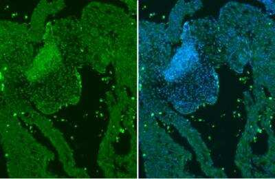 Immunohistochemistry-Paraffin: GATA-4 Antibody [NBP2-16613] - Mouse E13.5 embryo.Green: GATA4 stained by GATA4 antibody diluted at 1:250.Blue: Fluoroshield with DAPI. Antigen Retrieval: Citrate buffer, pH 6.0, 15 min