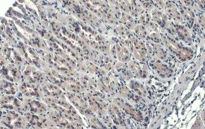 Immunohistochemistry-Paraffin: GATA-4 Antibody [NBP2-16613] -  Mouse stomach. GATA4 stained by GATA4 antibody diluted at 1:500.Antigen Retrieval: Citrate buffer, pH 6.0, 15 min.