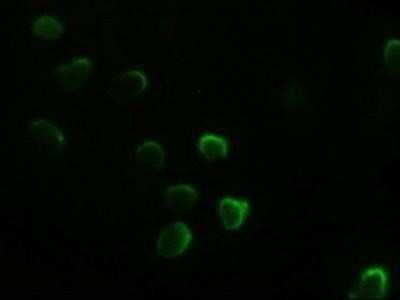 Immunocytochemistry/Immunofluorescence: GATA-4 Antibody (OTI9F9) [NBP1-47765] - Staining of COS7 cells transiently transfected by pCMV6-ENTRY GATA4.