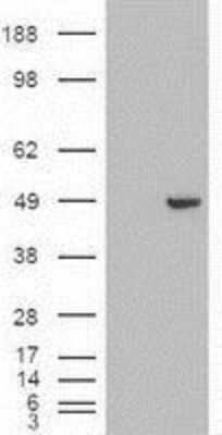 Western Blot: GATA-4 Antibody (OTI9F9) [NBP1-47765] - HEK293T cells were transfected with the pCMV6-ENTRY control (Left lane) or pCMV6-ENTRY GATA4 (Right lane) cDNA for 48 hrs and lysed. Equivalent amounts of cell lysates (5 ug per lane) were separated by SDS-PAGE and immunoblotted with anti-GATA4.