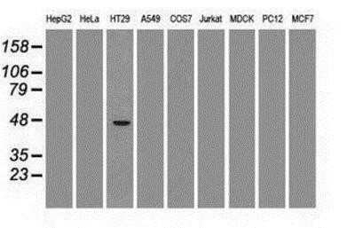 Western Blot: GATA-4 Antibody (OTI9F9) [NBP1-47765] - Analysis of extracts (35ug) from 9 different cell lines by using anti-GATA4 monoclonal antibody.