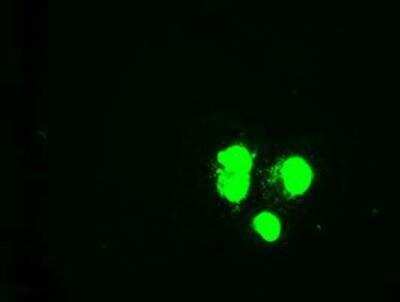 Immunocytochemistry/Immunofluorescence: GATA-6 Antibody (OTI2B3) [NBP1-47766] - Staining of COS7 cells transiently transfected by pCMV6-ENTRY Gata6.