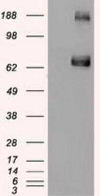 Western Blot: GATA-6 Antibody (OTI2B3) [NBP1-47766] - HEK293T cells were transfected with the pCMV6-ENTRY control (Left lane) or pCMV6-ENTRY Gata6 (Right lane) cDNA for 48 hrs and lysed. Equivalent amounts of cell lysates (5 ug per lane) were separated by SDS-PAGE and immunoblotted with anti-Gata6.
