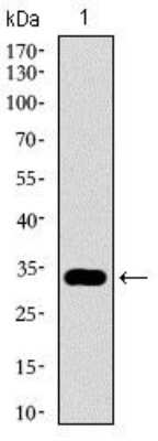 Western Blot: GATA-6 Antibody (2F10G3) [NBP2-37377] - Western blot analysis using GATA6 mAb against human GATA6 recombinant protein. (Expected MW is 32.3 kDa)