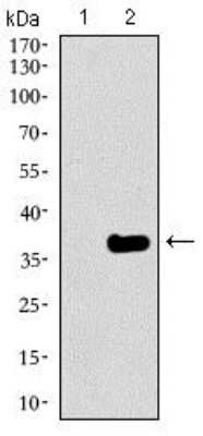 Western Blot: GATA-6 Antibody (2F10G3) [NBP2-37377] - Western blot analysis using GATA6 mAb against HEK293 (1) and GATA6 (AA: 491-557)-hIgGFc transfected HEK293 (2) cell lysate.