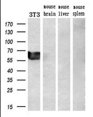 Western Blot: GATA-6 Antibody (OTI2B3) - Azide and BSA Free [NBP2-70799] - Analysis of extracts (10ug) from a mouse cell line and 3 different mouse tissues by using anti-GATA6 monoclonal antibody.(1:200)