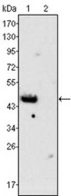 Western Blot: GATA4 Antibody (6H10) [NBP1-47540] - Western blot analysis using anti-GATA4 mAb against rat fetal heart (1) and adult heart (2) tissues lysate.