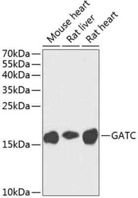 Western Blot: GATC Antibody [NBP3-04440] - Analysis of extracts of various cell lines, using GATC antibody at 1:1000 dilution. Secondary antibody: HRP Goat Anti-Rabbit IgG (H+L) at 1:10000 dilution. Lysates/proteins: 25ug per lane. Blocking buffer: 3% nonfat dry milk in TBST. Detection: ECL Enhanced Kit