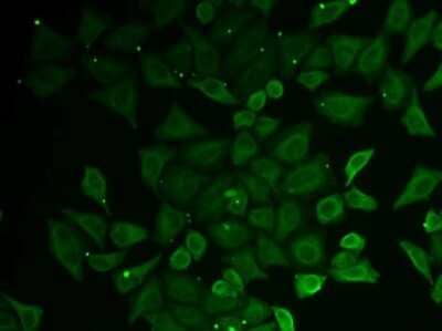 Immunocytochemistry/Immunofluorescence: GATD3A Antibody [NBP3-03727] - Analysis of U2OS cells using GATD3A antibody .