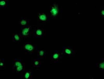 Immunocytochemistry/Immunofluorescence: GATM Antibody (1E3) [NBP2-00984] Staining of COS7 cells transiently transfected by pCMV6-ENTRY GATM.