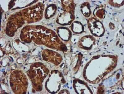 Immunohistochemistry-Paraffin: GATM Antibody (1E3) [NBP2-00984] - Staining of paraffin-embedded Human Kidney tissue using anti-GATM mouse monoclonal antibody.