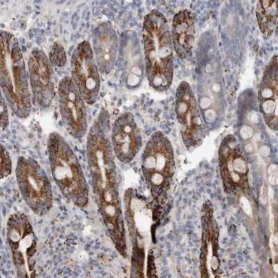 Immunohistochemistry-Paraffin: GATM Antibody [NBP1-89211] - Staining of human duodenum shows moderate to strong cytoplasmic positivity in glandular cells.