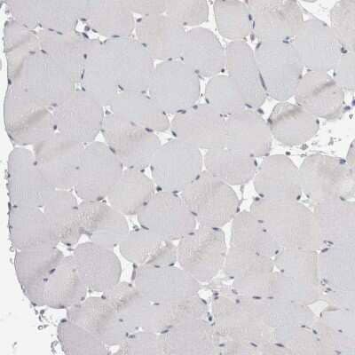 Immunohistochemistry-Paraffin: GATM Antibody [NBP1-89211] - Staining of human skeletal muscle shows no cytoplasmic positivity in myocytes as expected.