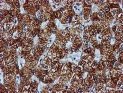 Immunohistochemistry: GATM Antibody (OTI1E3) - Azide and BSA Free [NBP2-70802] - Staining of paraffin-embedded Human liver tissue using anti-GATM mouse monoclonal antibody.
