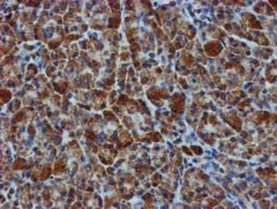 Immunohistochemistry: GATM Antibody (OTI1E3) - Azide and BSA Free [NBP2-70802] - Staining of paraffin-embedded Human pancreas tissue using anti-GATM mouse monoclonal antibody.