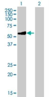 Western Blot: GATM Antibody [H00002628-B01P] - Analysis of GATM expression in transfected 293T cell line by GATM MaxPab polyclonal antibody. Lane 1: GATM transfected lysate (46.53 KDa). Lane 2: Non-transfected lysate.