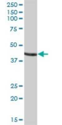 Western Blot: GATM Antibody [H00002628-B01P] - Analysis of GATM expression in human liver.