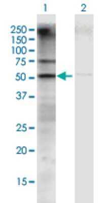 Western Blot: GATM Antibody [H00002628-B01P] - Analysis of GATM expression in transfected 293T cell line by GATM polyclonal antibody.  Lane 1: GATM transfected lysate(46.53 KDa). Lane 2: Non-transfected lysate.