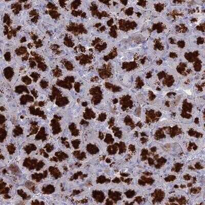 Immunohistochemistry-Paraffin: GATSL3 Antibody [NBP1-84120] - Staining of human pancreas shows strong cytoplasmic positivity in exocrine glandular cells.