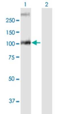 Western Blot: GBA2 Antibody [H00057704-B01P] - Analysis of GBA2 expression in transfected 293T cell line by GBA2 polyclonal antibody.  Lane1:GBA2 transfected lysate(101.97 KDa). Lane2:Non-transfected lysate.